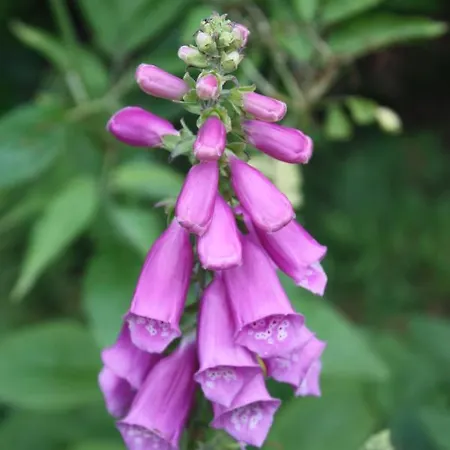 Old Water View Bed & Breakfast Patterdale