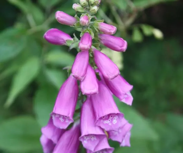 Old Water View فندق مبيت وإفطار باتيردالي